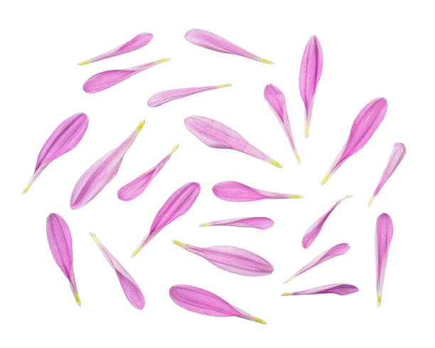 istock Flower petals isolated on white background 1510940345