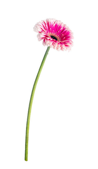 Gerbera daisy flower isolated on white background.