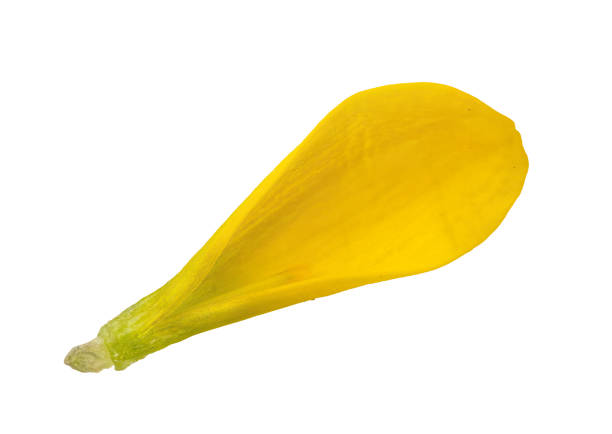 Flower petal isolated on white background.