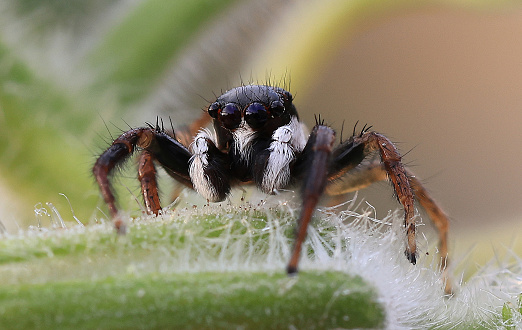 jumping spider(Salticidae),A close-up shot of a breed that lives in China