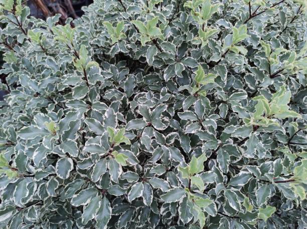 istock Pittosporum tenuifolium 'Variegatum' 1510945752