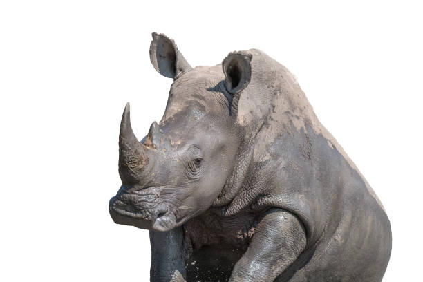 istock White rhino taking a mudbath. Isolated on white 1510946842