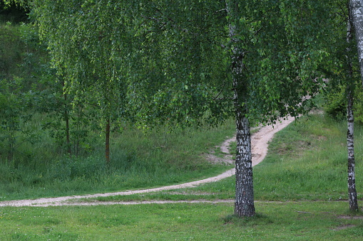 photo of a birch tree by a country road
