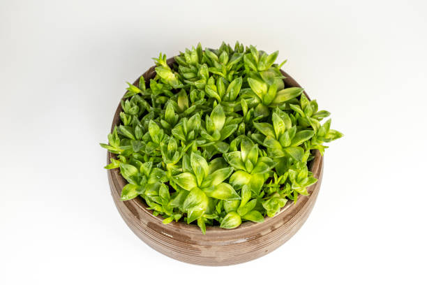 istock Haworthia cooperi succulent isolated on a white background. 1510958247