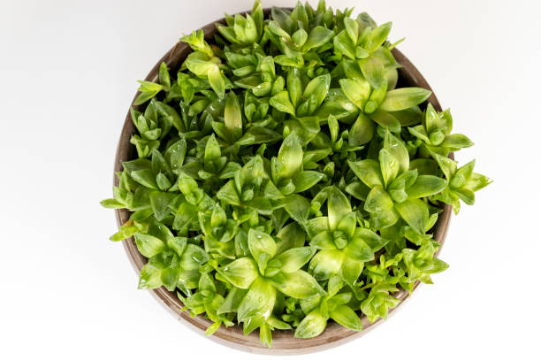 istock Haworthia Cooperi rosette succulent with thick translucent leaves isolated on a white background. 1510961660
