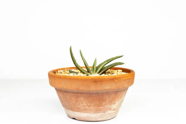Photo of Gasteria little warty succulent plant in a clay pot on white isolated background
