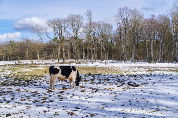 istock Dairy cattle grazing in the snow covered field in winter 1510973089
