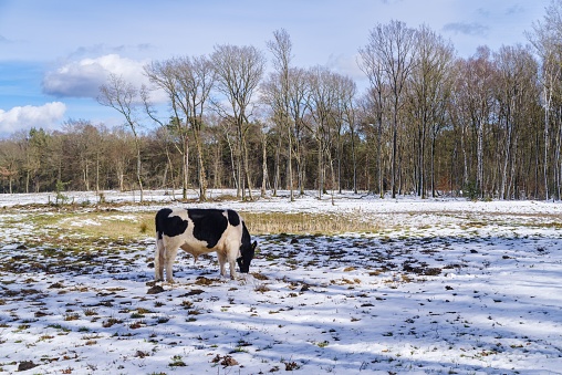 A dairy cattle grazing in the snow covered field in winter