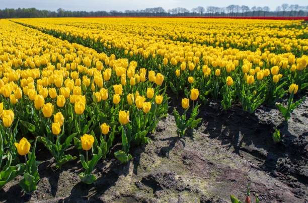 istock Vibrant array of bright tulips blooming in a lush field on a sunny day 1510973119