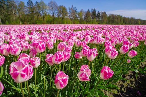 A vibrant array of bright tulips blooming in a lush field on a sunny day