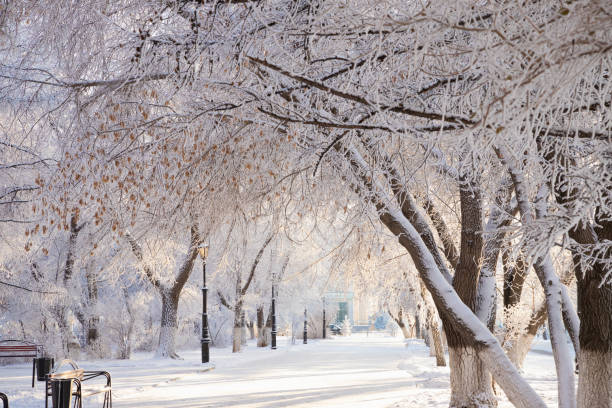 istock Frost tree branches, rime ice snow forest, fog, sun rays, lanterns, benches. Winter landscape of park 1510973672