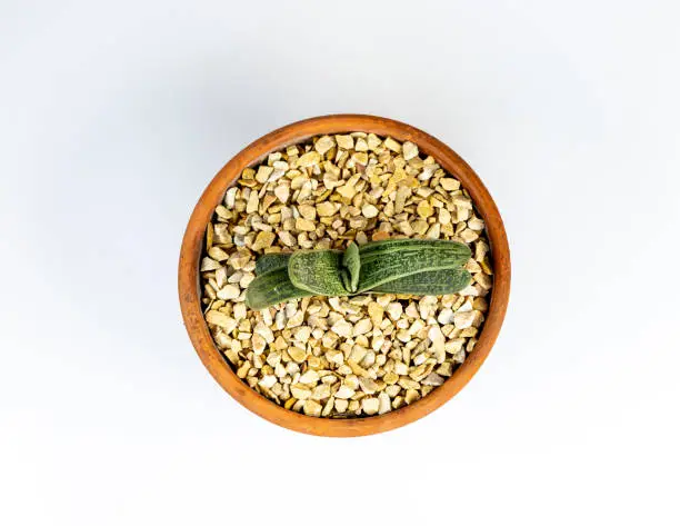 Photo of gasteria little warty isolated on a white background. Top view.