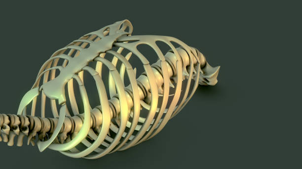 Uncover the intricate secrets of the human skeletal system in this mesmerizing stock image. Dive into the anatomy of the rib cage, a vital component of our bone structure. With precise detail, the isolated skeleton showcases the interplay of bones and joints, from the skull to the vertebrae and the clavicle. Delve into the thorax and explore the remarkable structure of the ribs, which safeguard the lungs and vital organs. This captivating image offers insights into medical science, physiology.