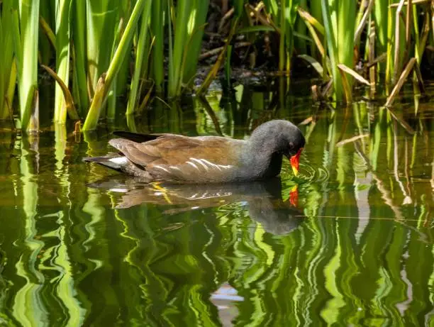 A moorhen waterbird in beautiful reflection of reeds in the bright water.