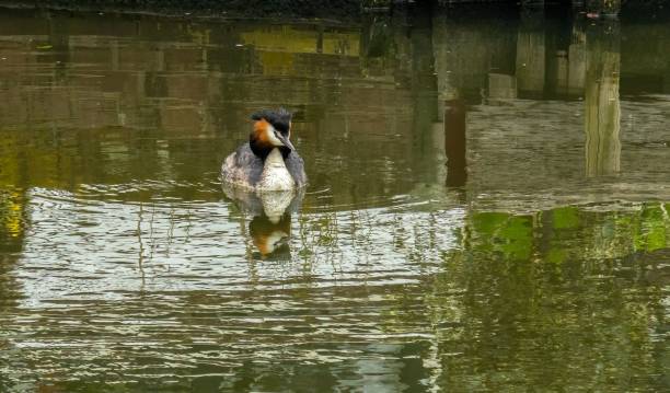 istock Great crested grebe swimming in the water. 1510977505