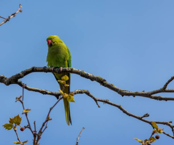 istock Rose ring parakeet perched atop a tree branch, delicately nibbling on its leaves. 1510977523