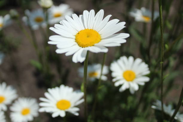 緑の草の背景に花のカモミール植物。薬草。夏の花 - chamomile ayurveda chamomile plant german chamomile ストックフォトと画像