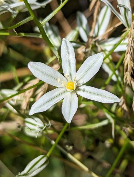istock Garden Star-of-Bethlehem (Ornithogalum umbellatum) 1510988879
