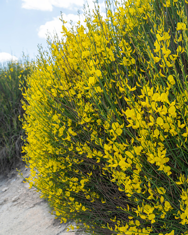 Vertical view of spartium junceum, known as Spanish broom, rush broom, or weaver's broom, it is a species of flowering plant in the family Fabaceae and the sole species in the genus Spartium.