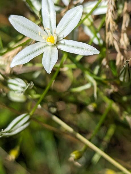 istock Garden Star-of-Bethlehem (Ornithogalum umbellatum) 1510990048
