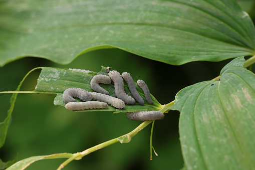 Closeup of larva of Solomon's seal sawfly larva, Phymatocera aterrima eating on lush green leaves of Solomons Seal leaves.