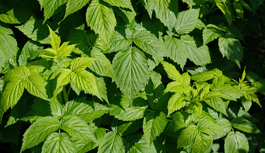 Green summer background of a lot of raspberry leaves. Red raspberry - Rubus idaeus, leaves top view. Raspberry bush in the garden.