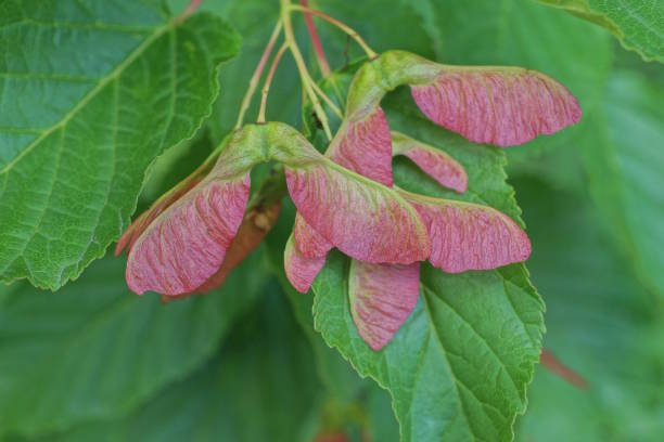 緑の葉の間の小さな赤いヘリコプターの果実 - image branch leaf fruit ストックフォトと画像