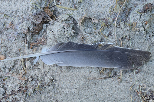 one black bird feather lies on the gray sand on the street
