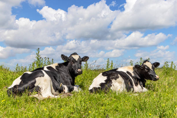 istock Two cows lazy lying down in the grass, cozy relaxed next to each other, black and white and copy space 1511010267