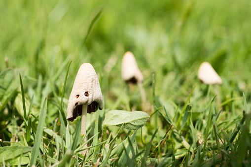 Close-up of two small white mushrooms on green lawn with sunlight on summer morning in widescreen format