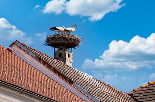 Storks nest on the roof. The migratory birds prefer the mild climate and the proximity of Lake Neusiedl. City 