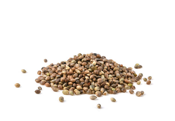 istock Heap of hemp seeds on white background. 1511026799