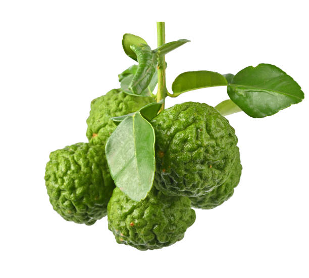 istock Bunch of bergamot or kaffir lime fruit with leaf on white background 1511029421