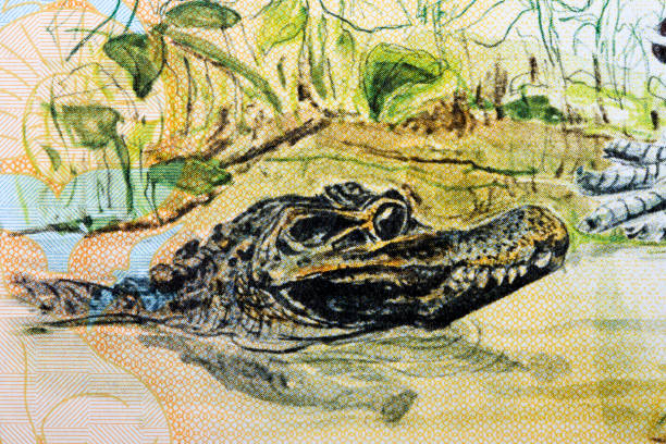 istock Crocodile a portrait from money 1511029989