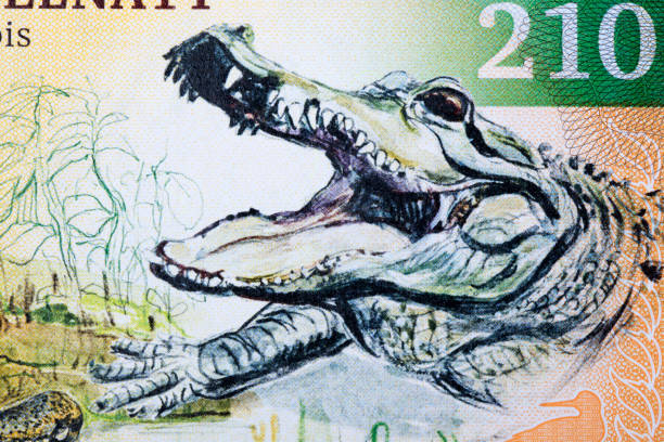 Freshwater crocodile