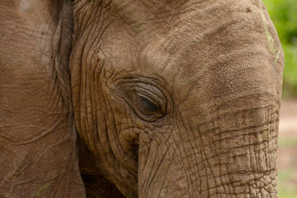 istock powerful image of wild african Elephant closeup 1511042207