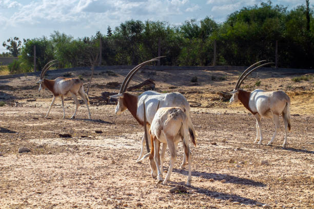 scimitar oryx : 자연 서식지의 야생 동물 - scimitar 뉴스 사진 이미지