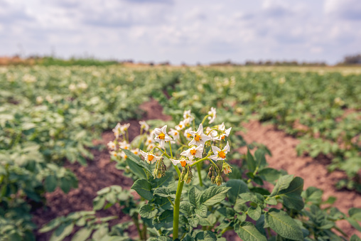 White with yellow flowering potato plants on a large Dutch field with purely organically grown potatoes. The focus is on the front flowers. The photo was taken on a sunny day in the spring season.