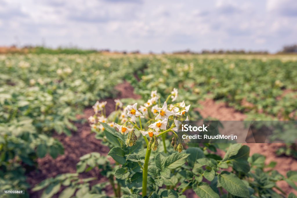 White with yellow flowering potato plants close up White with yellow flowering potato plants on a large Dutch field with purely organically grown potatoes. The focus is on the front flowers. The photo was taken on a sunny day in the spring season. Blossom Stock Photo