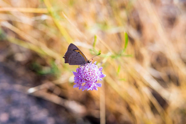 A Bronze Copper (Lycaena hyllus) butterfly feeding on the nectar of flowers.