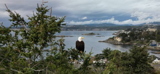 A majestic eagle perched atop a tall tree overlooking the ocean