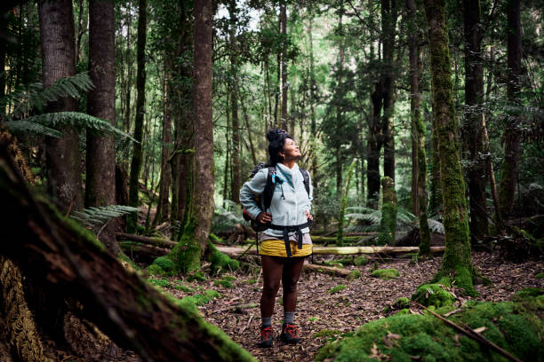 Woman exploring the rugged beauty of Tasmania's wilderness bushwalking through a temperate rainforest. stock photo