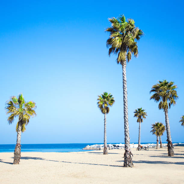 istock summer vacation concept - promenade, beach and palms over blue sky 1511076242
