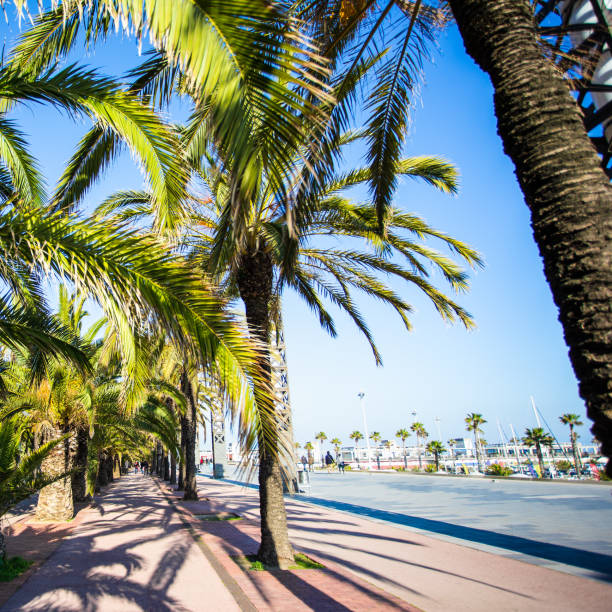 summer concept - palm trees and promenade in Barcelona