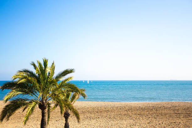 istock travel concept - palm trees on summer beach 1511076245