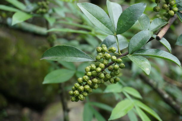 istock Piper nigrum,Green pepper,Zanthoxylum schinifolium(huajiao),Fresh peppercorns on the pepper tree 1511076266