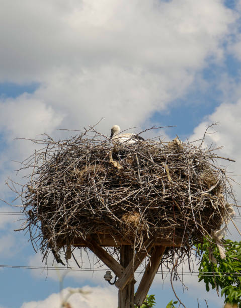 istock natural stork nest and baby stork lying in it, 1511079610