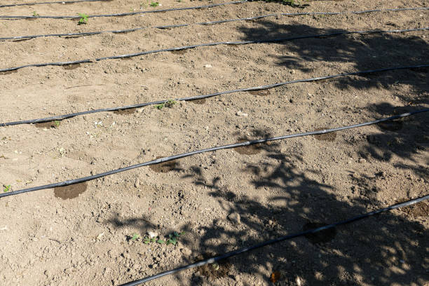 istock saving irrigation, drip system irrigation, preventing water waste in agriculture, 1511082299