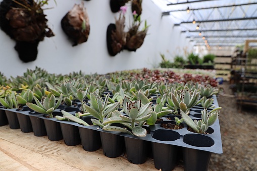 Many rows of succulent plants in a greenhouse