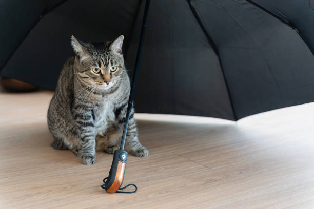 istock Cute cat sitting at home under an umbrella 1511093735